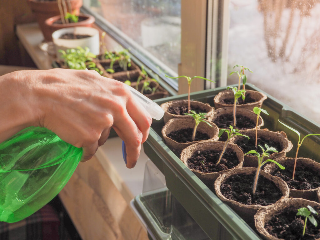 Windowsill Gardening Use Spray Bottle to Water Young Plants 1