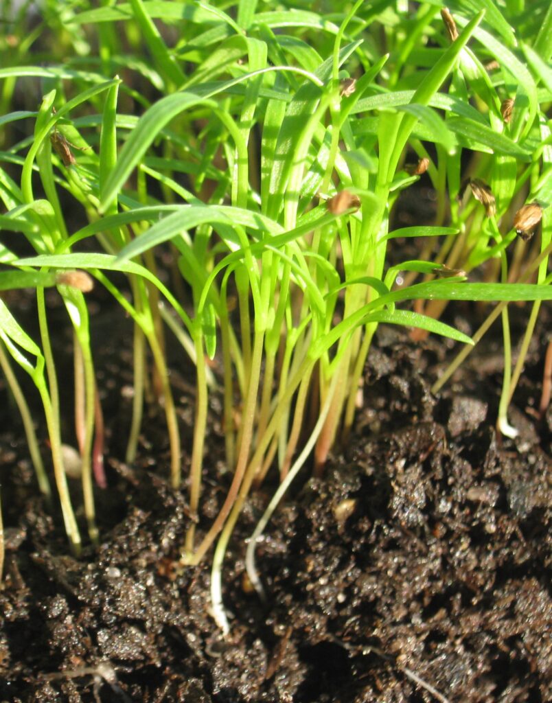 How to grow microgreens – close-up of young carrot microgreens growing in rich soil.